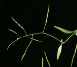 Arabidopsis gemmifera