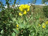 Lathyrus pratensis. Верхушка цветущего растения на верхушке плодоносящей Lonicera tianschanica (выс. 1,7 м от поверхности грунта). Южный Казахстан, Таласский Алатау, запов. Аксу-Жабаглы, ущ. Улькен-Каинды, 1950 м н.у.м., разнотравный луг. 15 июля 2017 г.