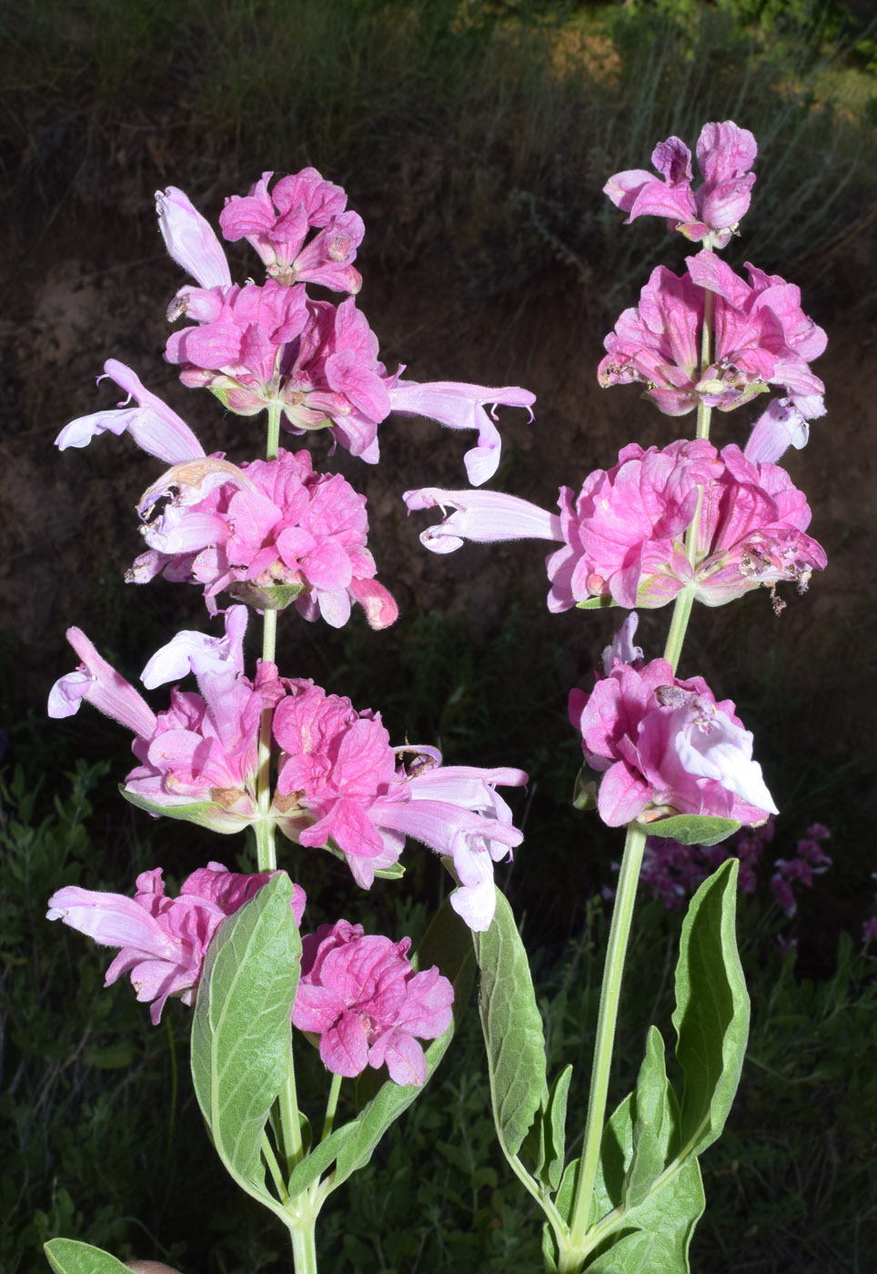 Image of Salvia bucharica specimen.