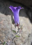 Campanula bayerniana