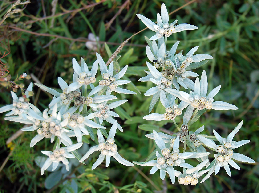 Image of Leontopodium fedtschenkoanum specimen.