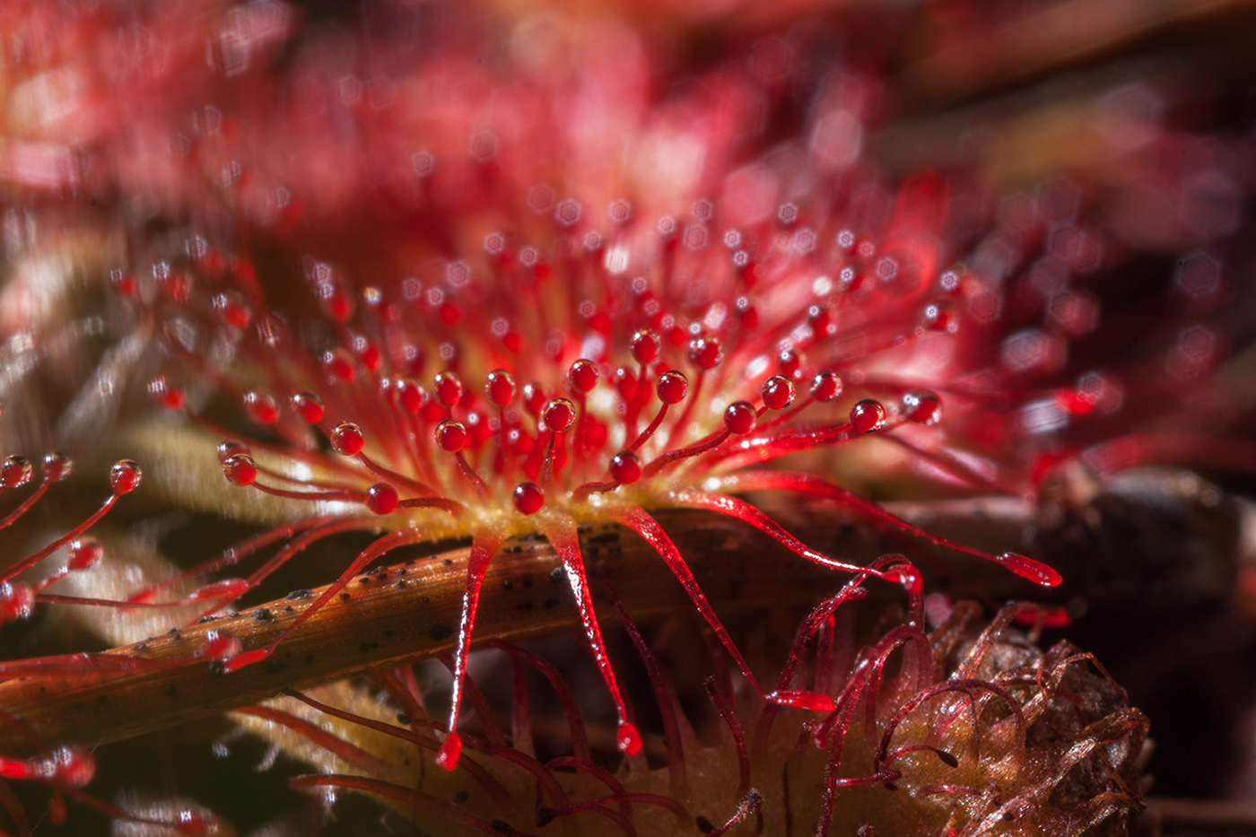 Изображение особи Drosera rotundifolia.