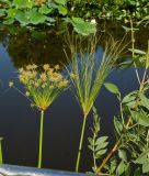 Cyperus papyrus