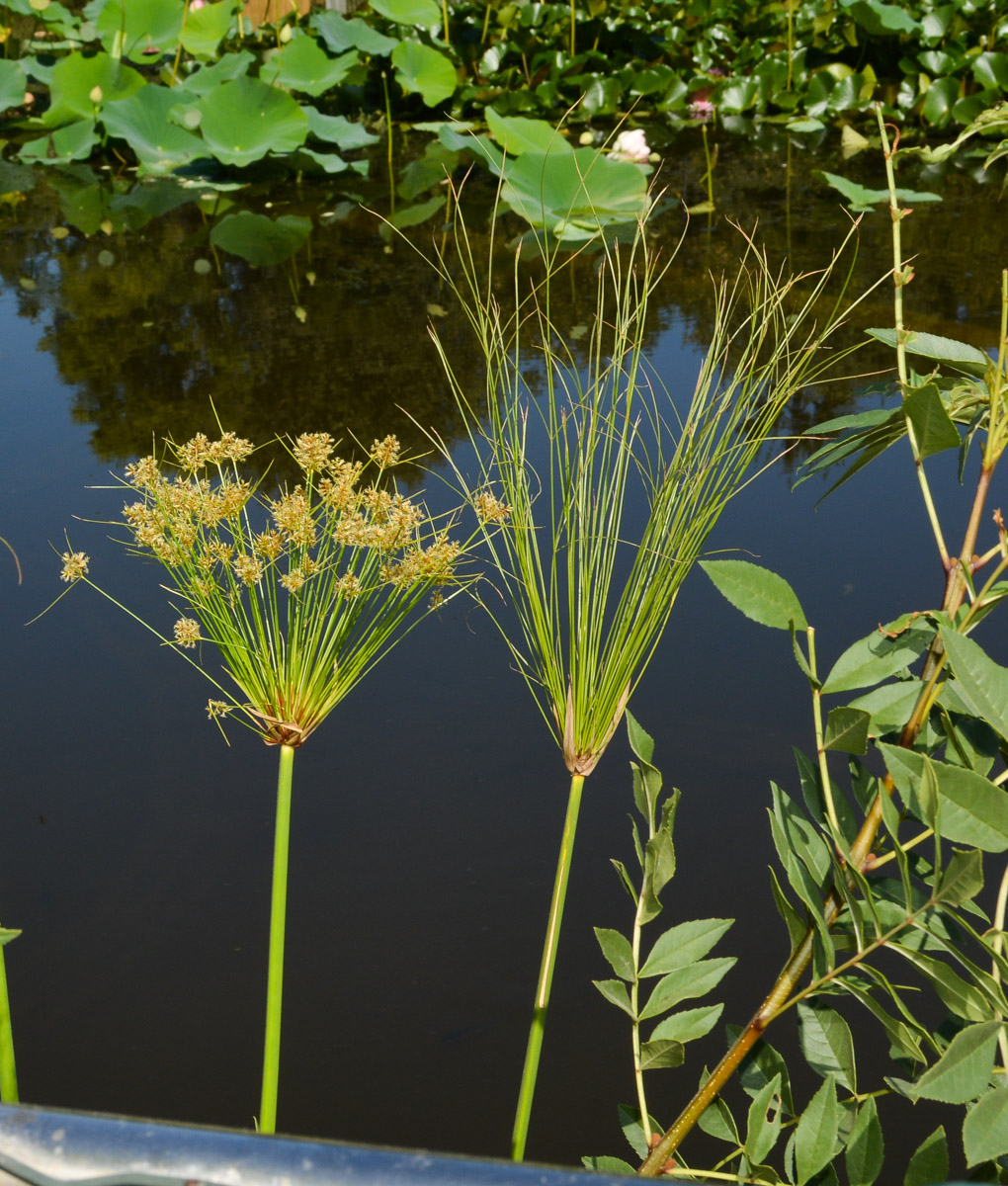 Изображение особи Cyperus papyrus.