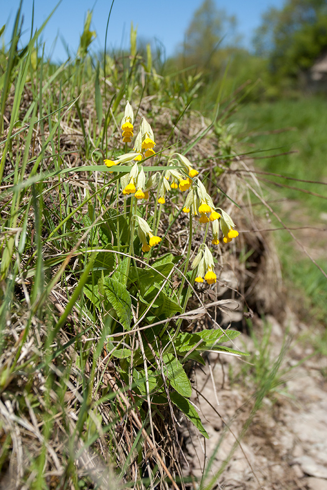 Image of Primula veris specimen.