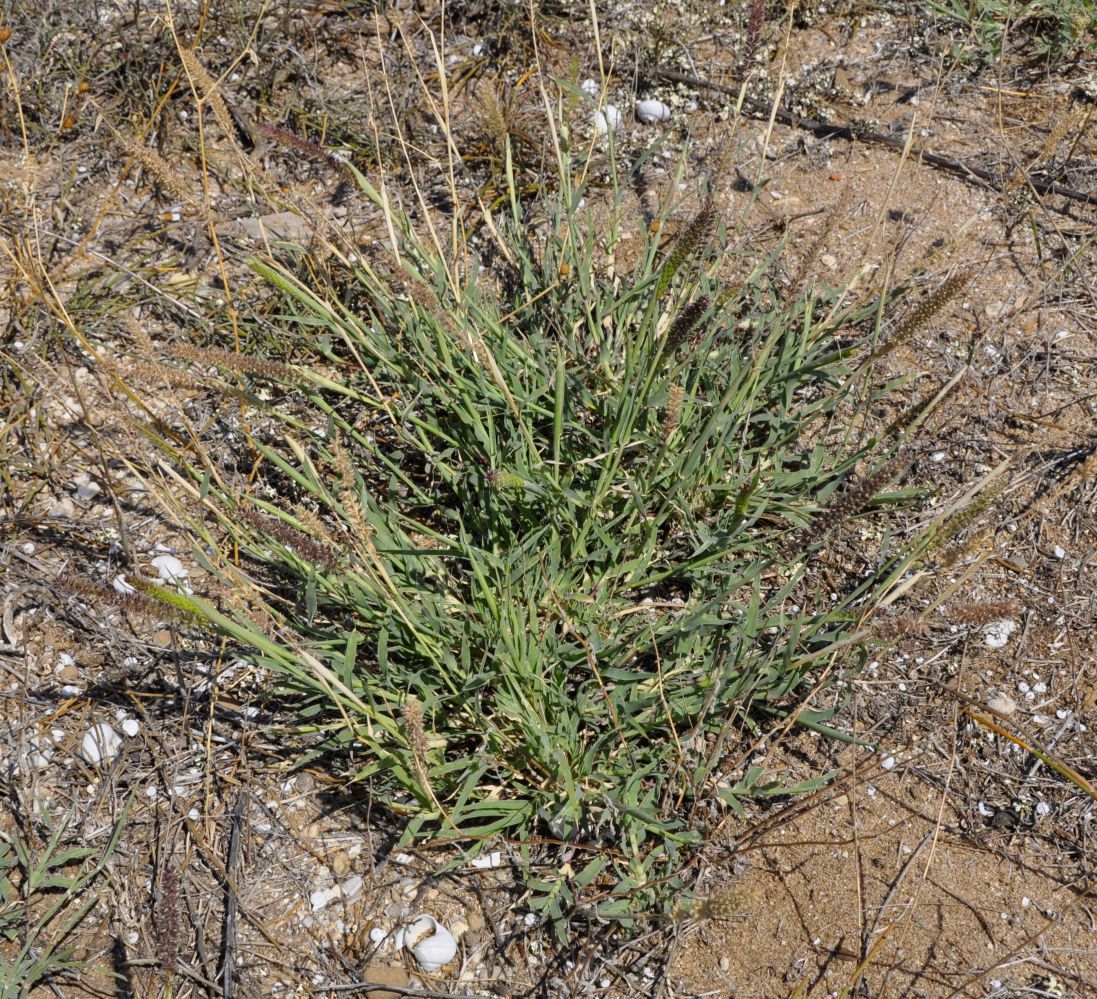 Image of Tragus racemosus specimen.