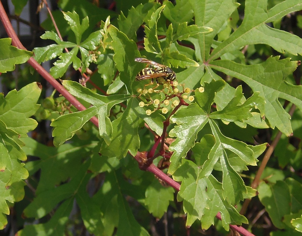 Изображение особи Ampelopsis aconitifolia.