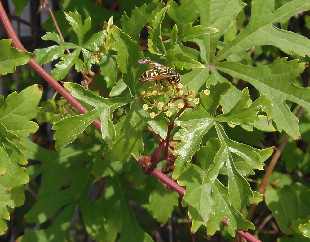 Image of Ampelopsis aconitifolia specimen.