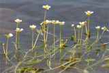 Ranunculus baudotii