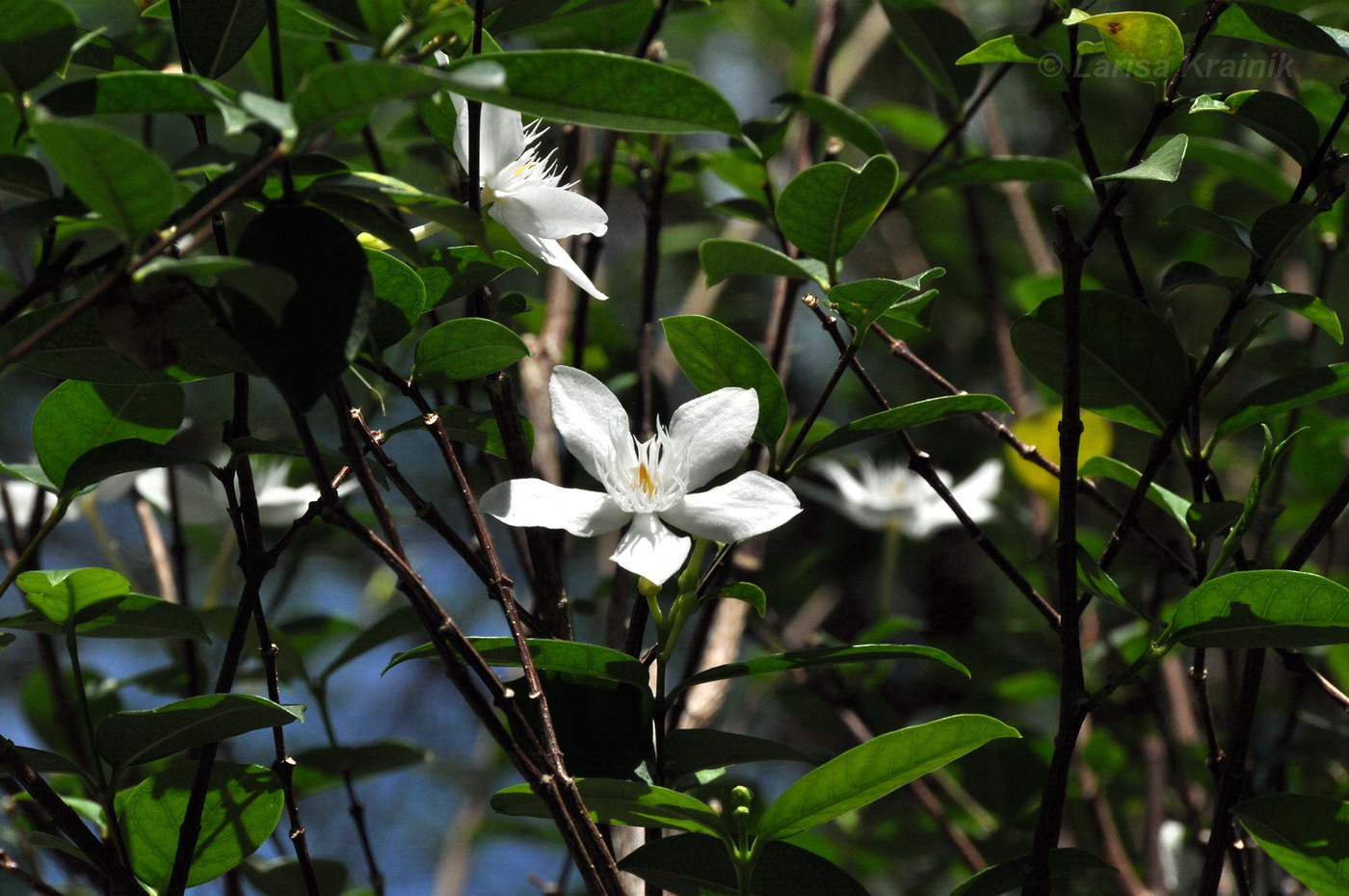 Image of Wrightia antidysenterica specimen.