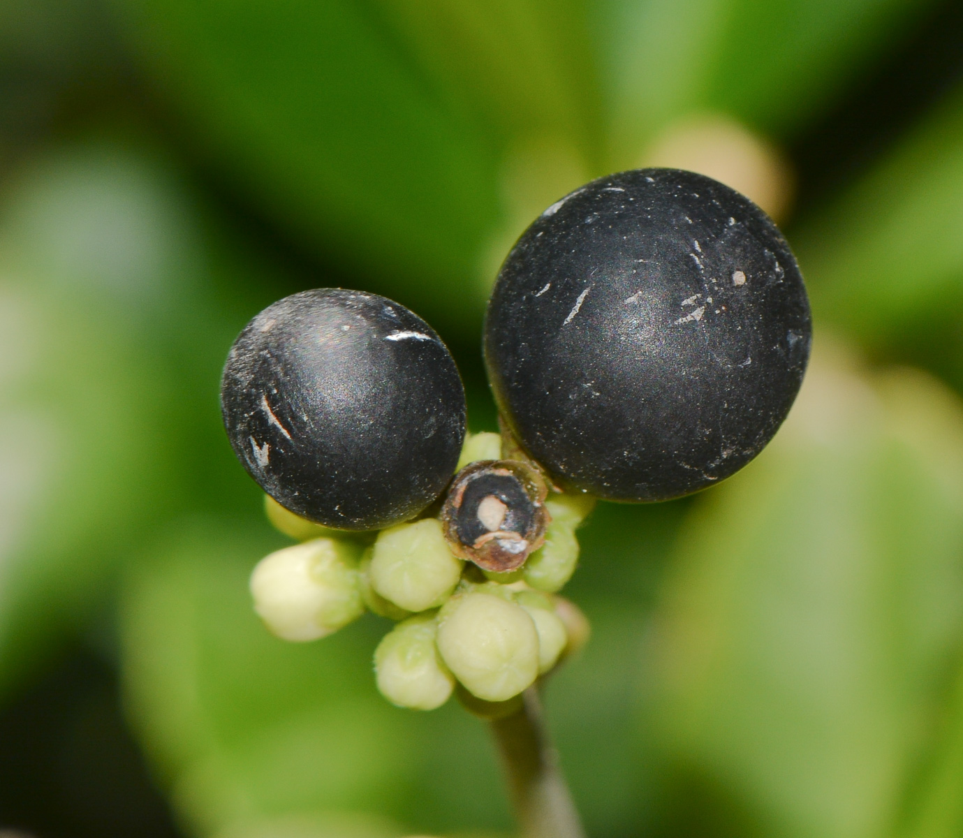 Image of Atalantia buxifolia specimen.