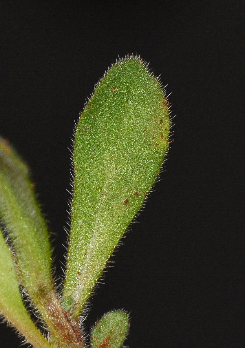 Image of Campanula hierosolymitana specimen.