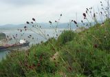 Sanguisorba officinalis. Цветущие растения. Приморье, бухта Рудная, луговой склон. 27.08.2006.