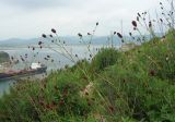 Sanguisorba officinalis. Цветущие растения. Приморье, бухта Рудная, луговой склон. 27.08.2006.