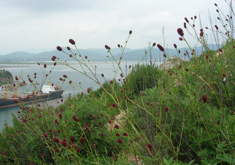 Image of Sanguisorba officinalis specimen.