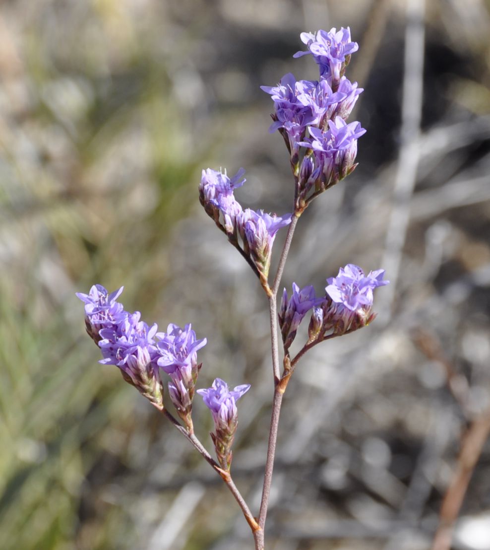 Изображение особи Limonium narbonense.