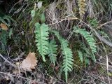 Polypodium vulgare