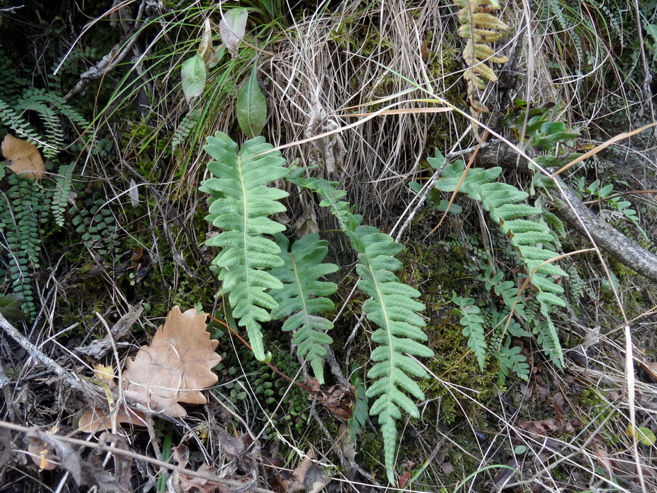 Изображение особи Polypodium vulgare.