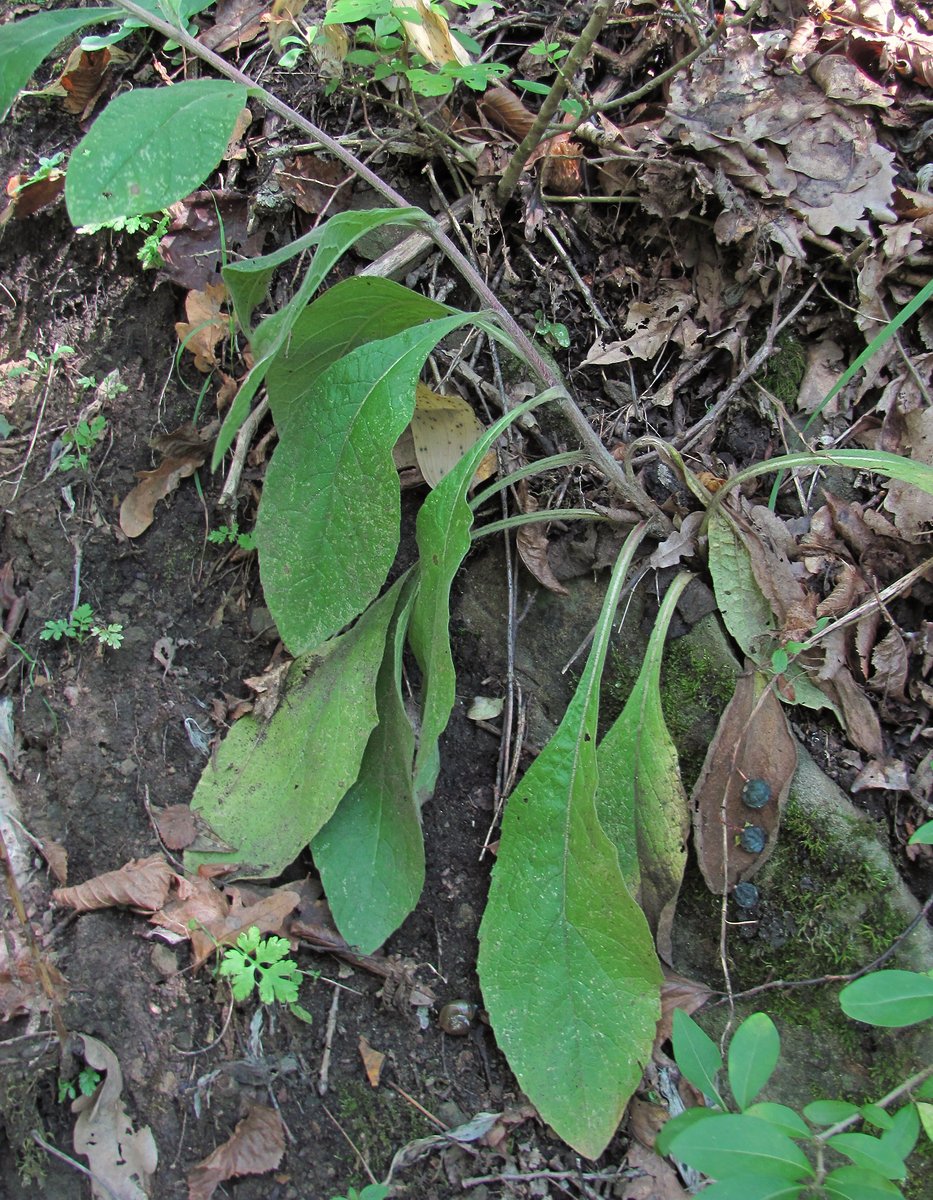 Image of Inula conyza specimen.