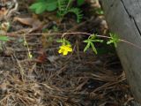 Potentilla flagellaris