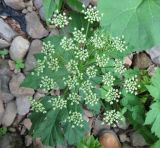 Heracleum lanatum