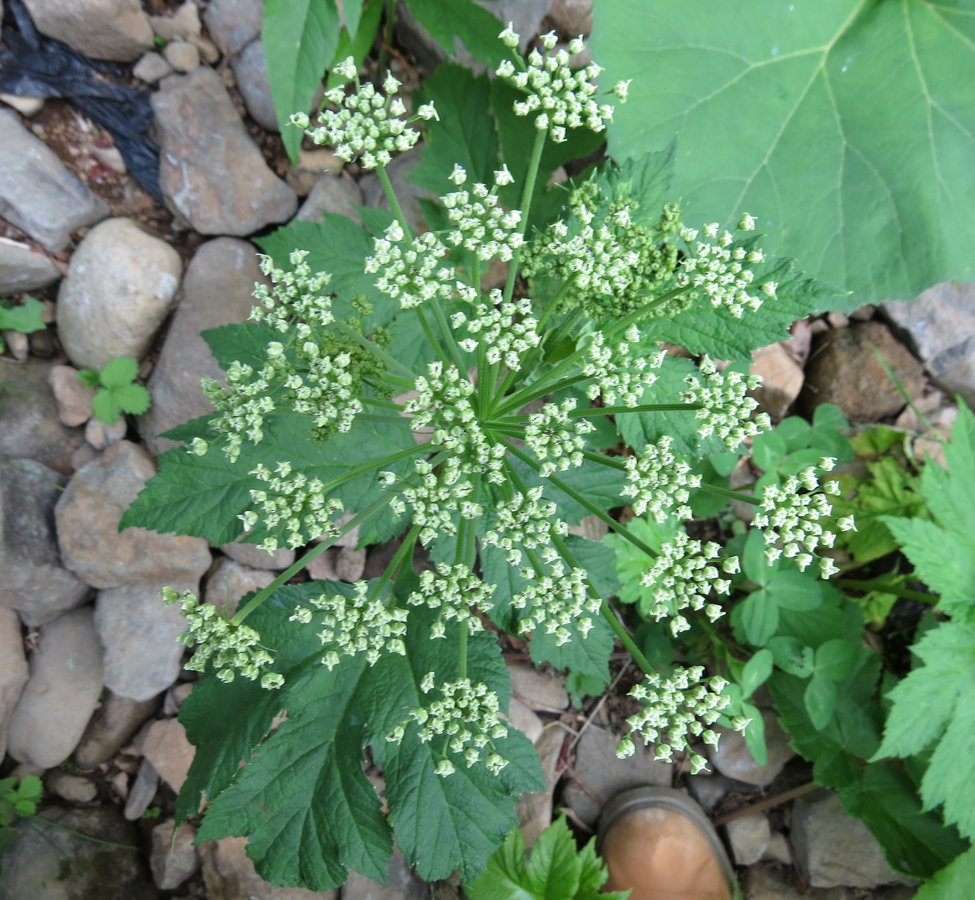 Изображение особи Heracleum lanatum.