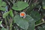 genus Alocasia. Соплодие и листья. Китай, Гуанси-Чжуанский автономный р-н, национальный парк Shiwan Dashan National Forest Park, лес. 9 марта 2016 г.