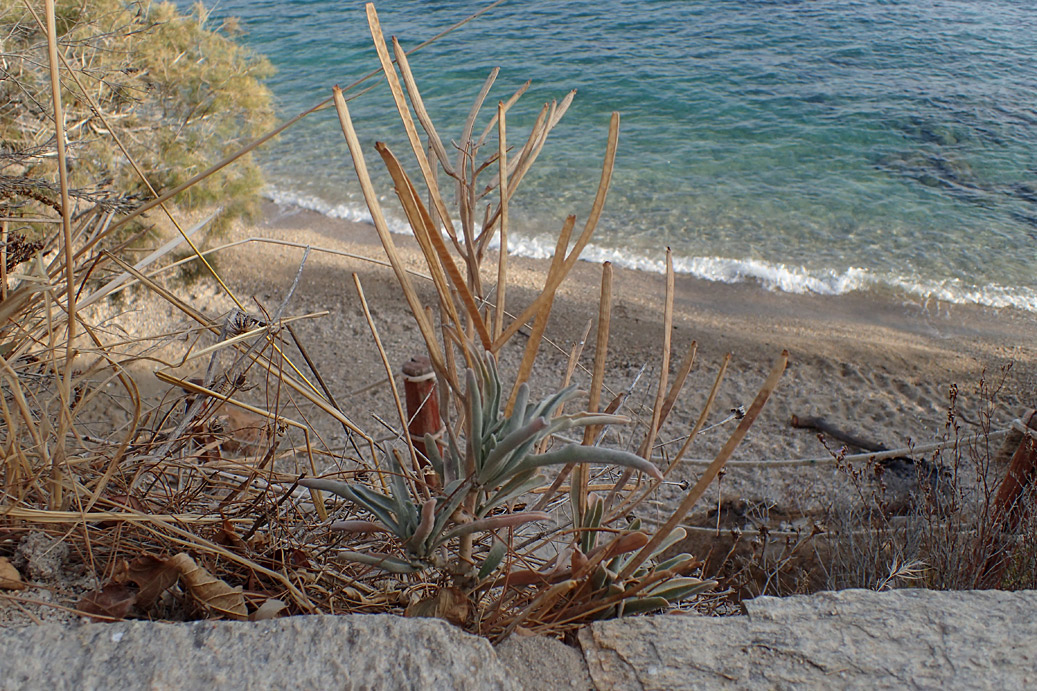 Image of Matthiola incana specimen.