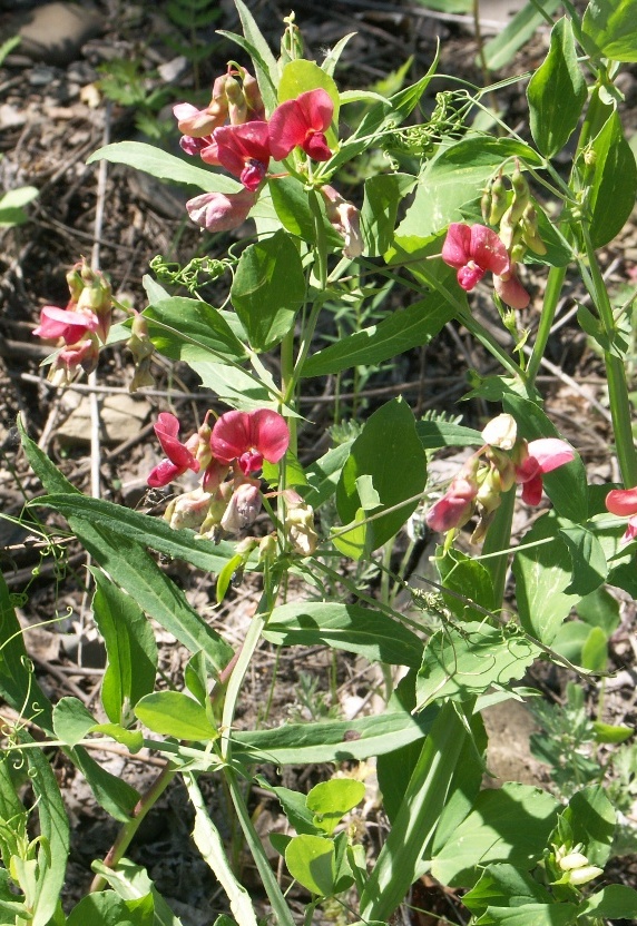 Изображение особи Lathyrus litvinovii.