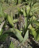 Sansevieria liberica