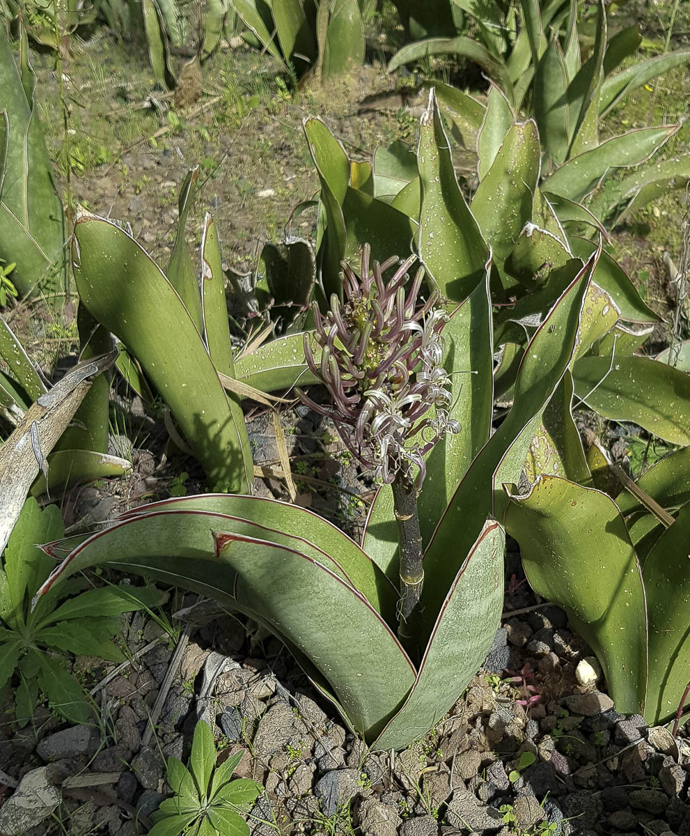 Изображение особи Sansevieria liberica.