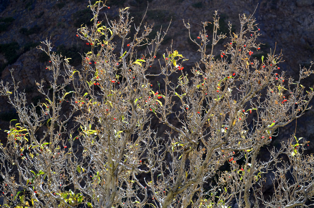 Изображение особи Lonicera karelinii.