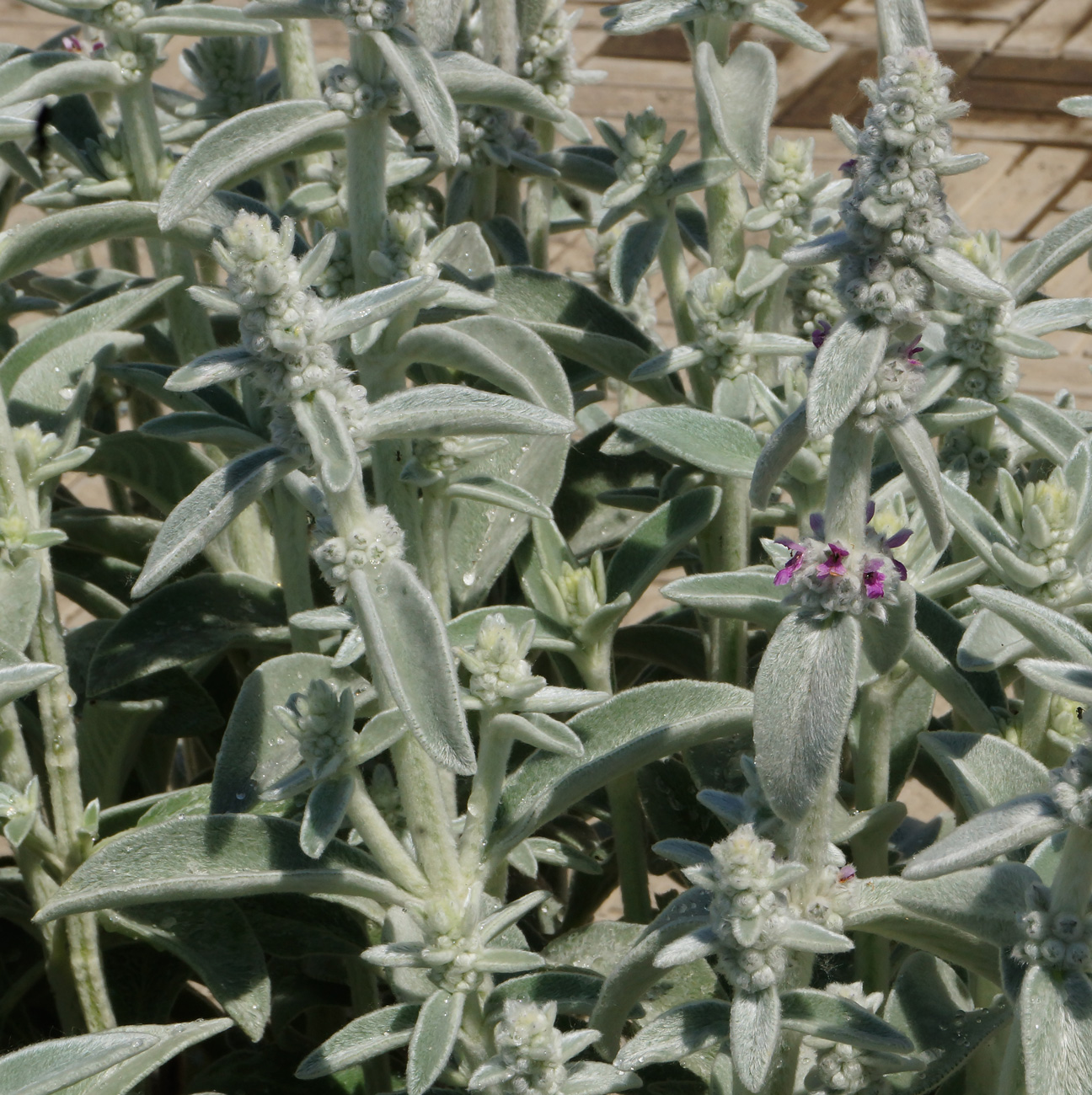 Изображение особи Stachys byzantina.