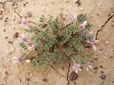 Astragalus pallasii. Цветущее растение. Казахстан, Кызыл-Ординская обл., г. Байконур, левый берег р. Сыр-Дарьи у понтонной переправы. 25.04.2009.