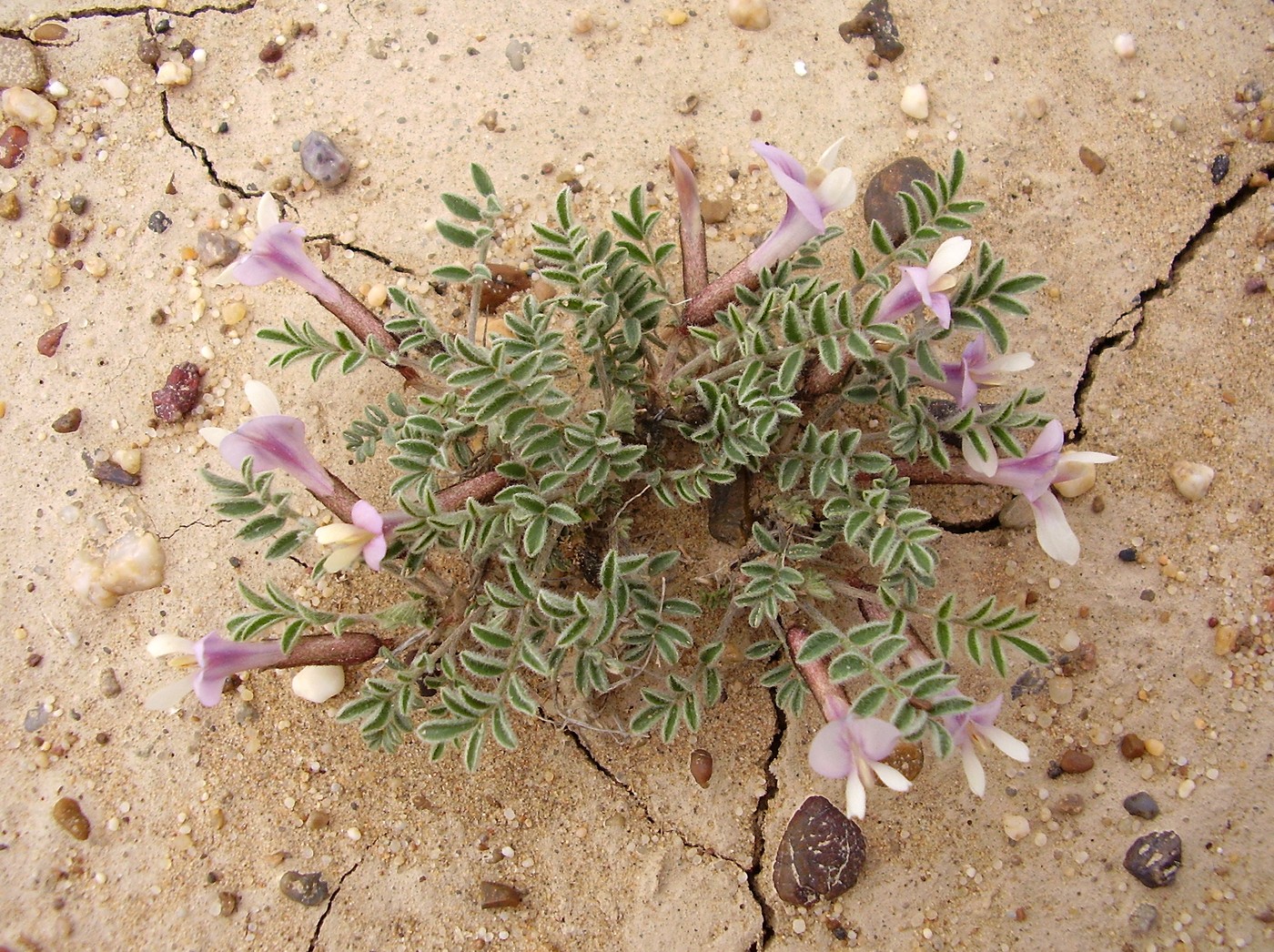 Изображение особи Astragalus lasiophyllus.