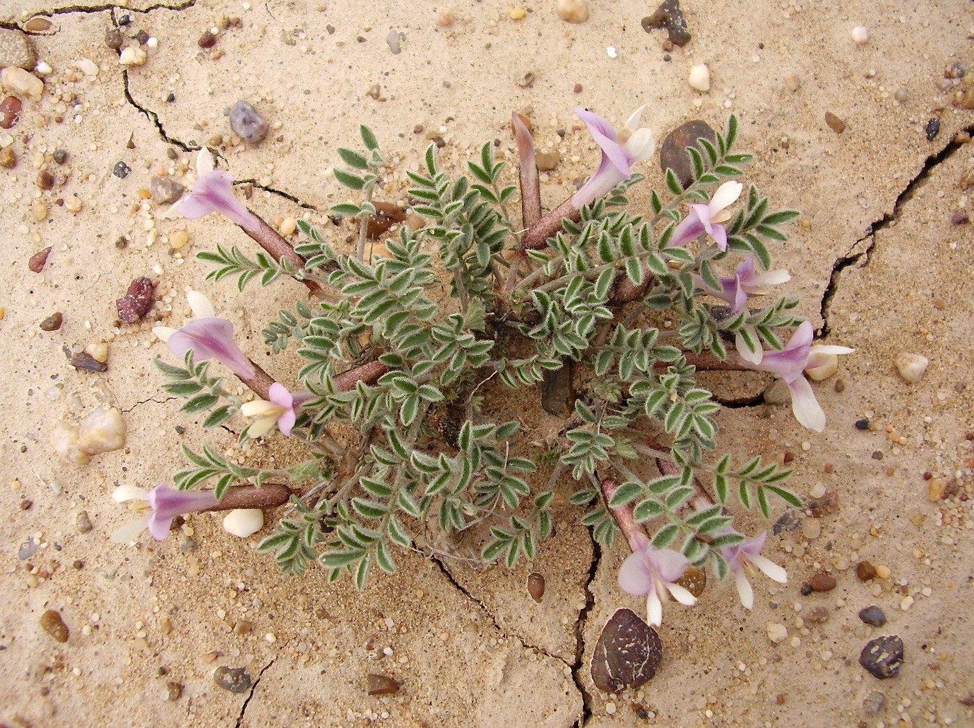 Image of Astragalus pallasii specimen.