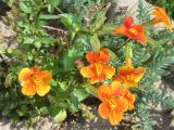 род Mimulus. Цветущее растение. Беларусь, Минская обл, Минский р-н, остановочный пункт Мачулищи, клумба у жилого дома, в культуре. 23.07.2017.