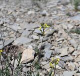 Erysimum ischnostylum