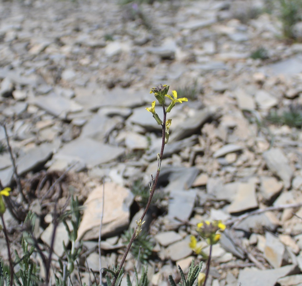 Изображение особи Erysimum ischnostylum.