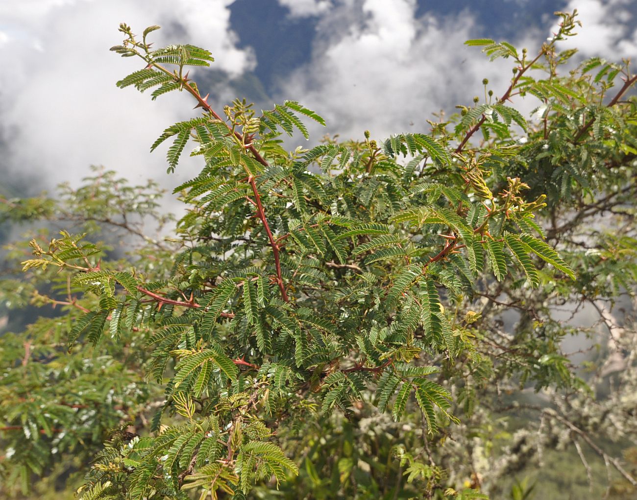 Изображение особи семейство Fabaceae.