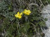 Anemonastrum speciosum. Цветущее растение. Кабардино-Балкария, Эльбрусский р-н, склон горы Чегет, субальпийский луг. 09.06.2009.