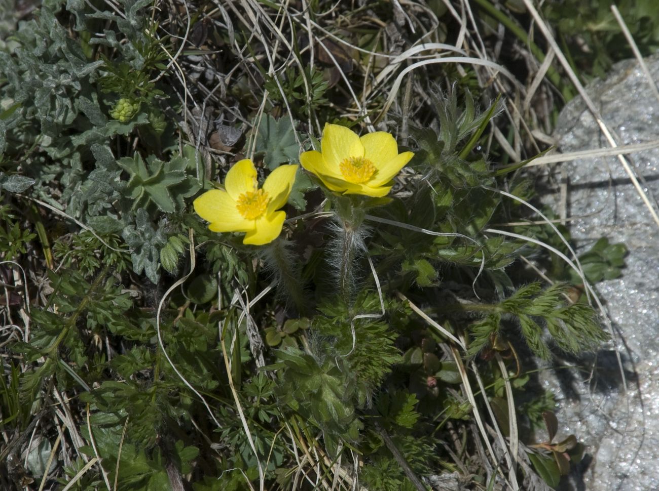 Image of Anemonastrum speciosum specimen.