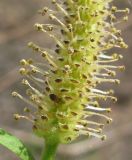 Salix elbursensis. Часть мужского соцветия. Краснодарский край, Абинский р-н, ст. Холмская, берег р. Хабль. 06.04.2017.