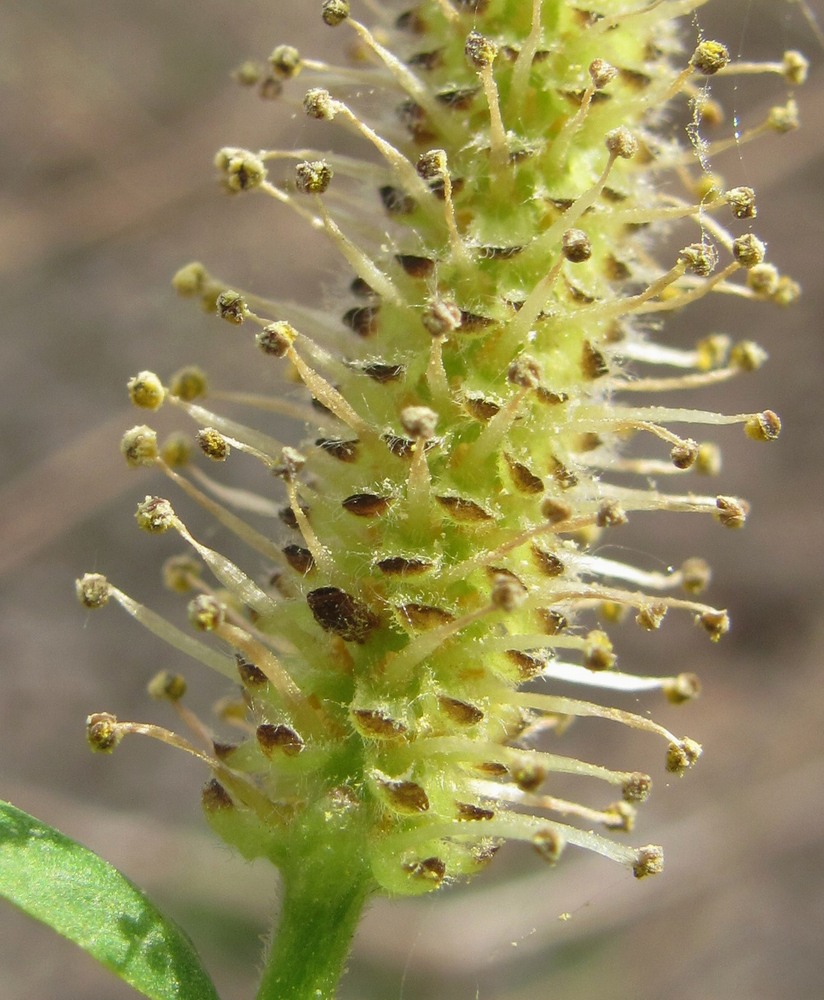 Image of Salix elbursensis specimen.