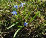 Scilla siberica