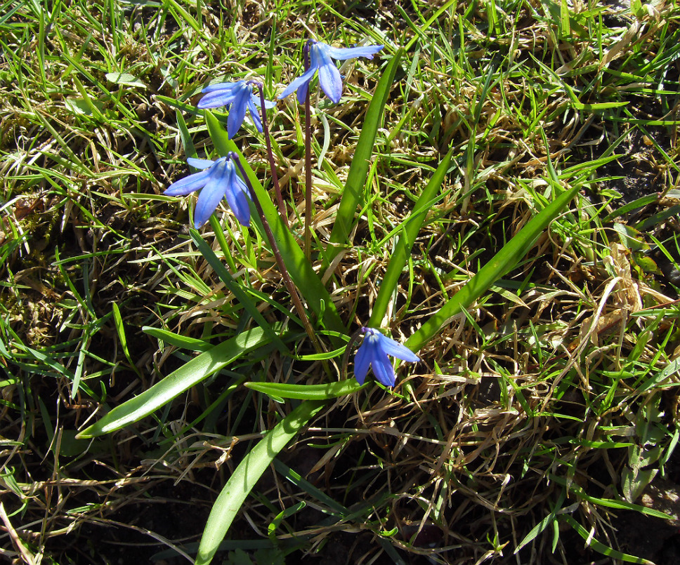 Изображение особи Scilla siberica.