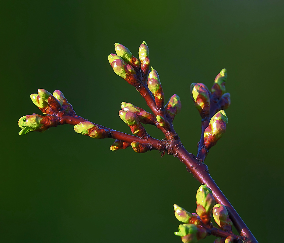 Изображение особи Cerasus vulgaris.