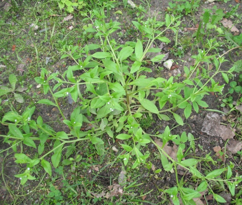 Image of Myosotis sparsiflora specimen.