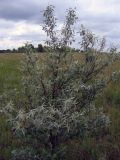 Elaeagnus angustifolia