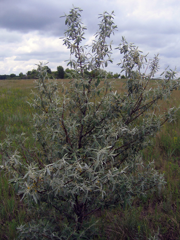 Image of Elaeagnus angustifolia specimen.